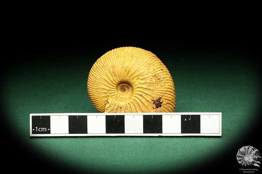 Macrocephalites spec. (18962) a cephalopod from Madagascar | Fossils | Cephalopods