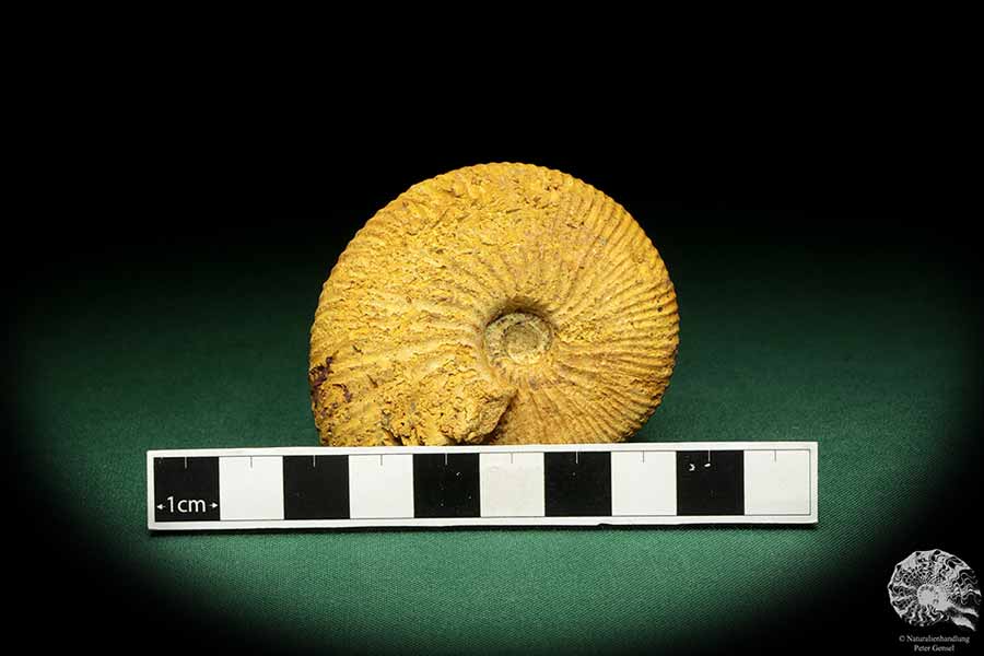 Macrocephalites spec. (18964) a cephalopod from Madagascar | Fossils | Cephalopods