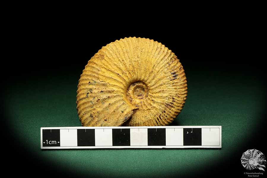 Macrocephalites spec. (18965) a cephalopod from Madagascar | Fossils | Cephalopods