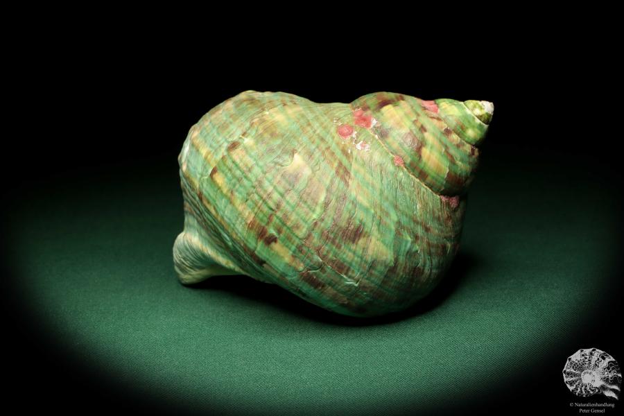 Turbo imperialis (18978) a snail from East Africa | Conchylia | Snails