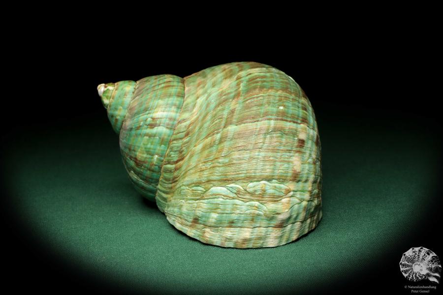 Turbo imperialis (18979) eine Schnecke aus Ostafrika | Conchylien | Schnecken