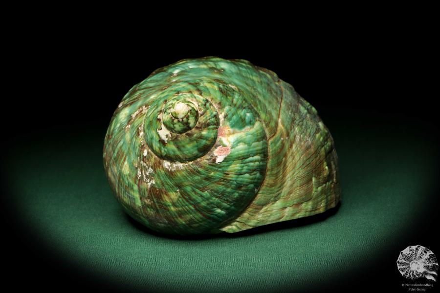 Turbo imperialis (18980) a snail from East Africa | Conchylia | Snails