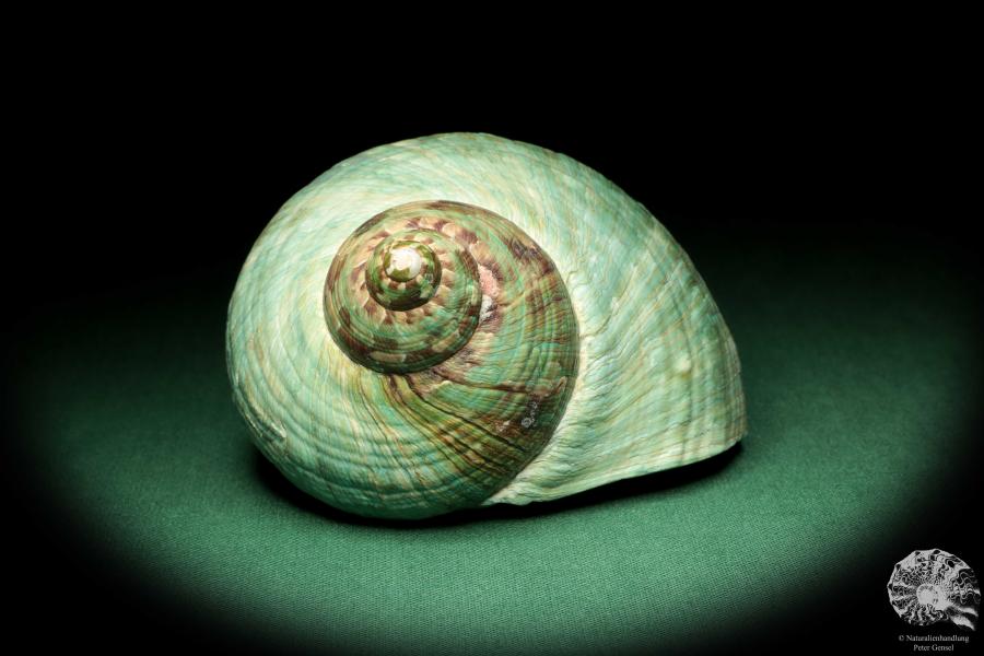 Turbo imperialis (18986) eine Schnecke aus Ostafrika | Conchylien | Schnecken