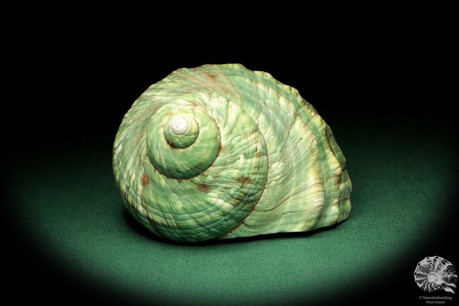 Turbo imperialis (18988) a snail from East Africa | Conchylia | Snails