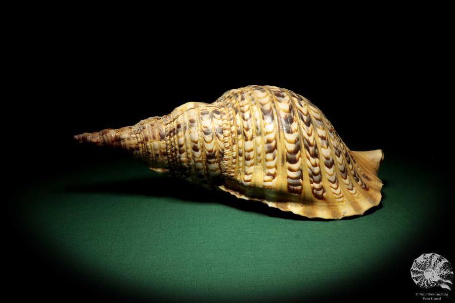Charonia tritonis a snail
