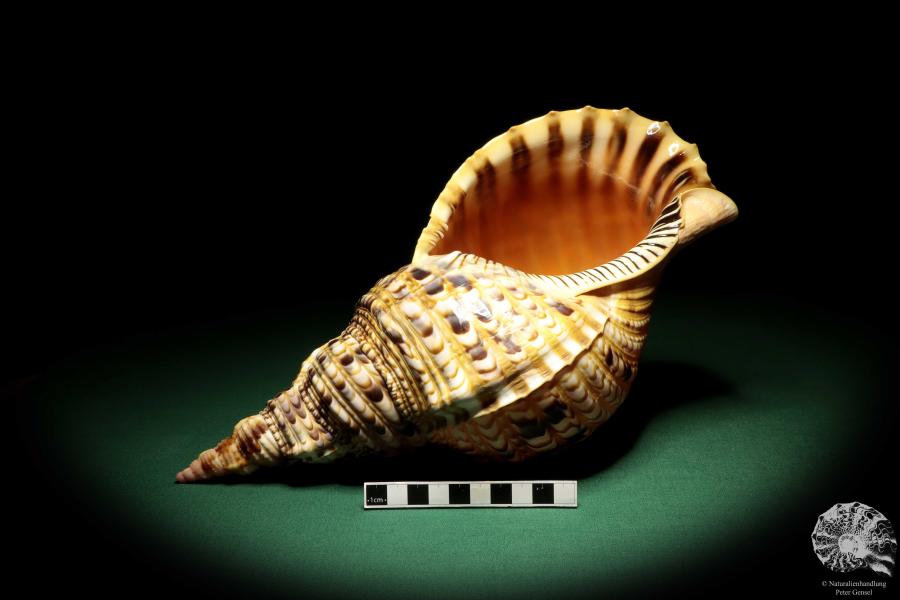 Charonia tritonis (19026) eine Schnecke aus Philippinen | Conchylien | Schnecken