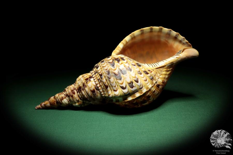 Charonia tritonis (19034) a snail from Philippines | Conchylia | Snails