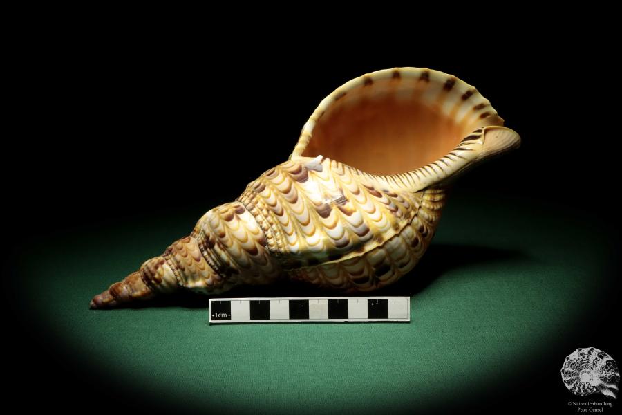 Charonia tritonis (19041) a snail from Philippines | Conchylia | Snails