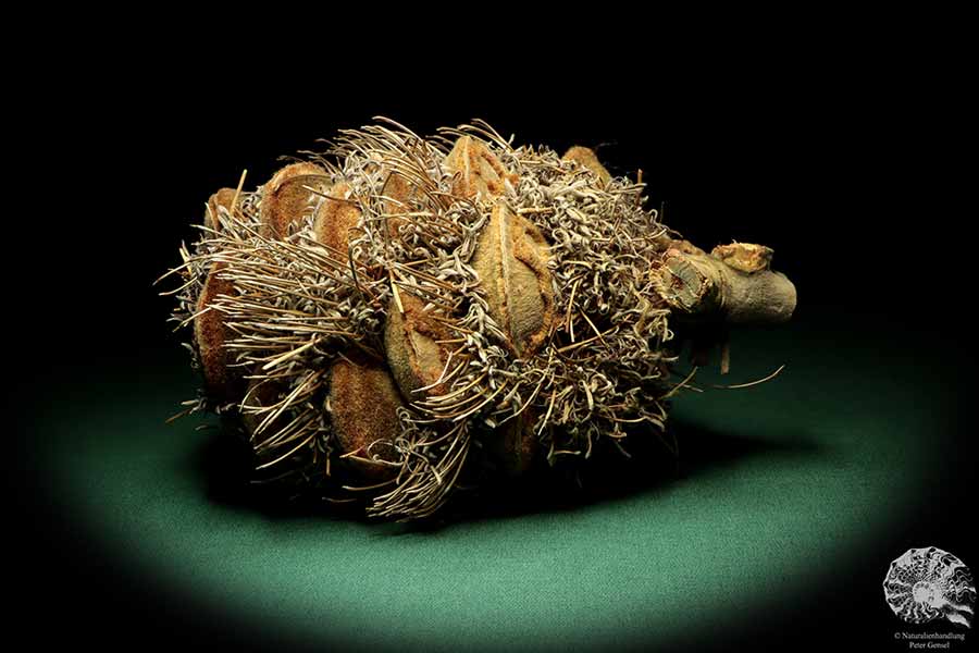 Banksia speciosa (19078) eine Trockenfrucht aus Australien | Trockenfrüchte