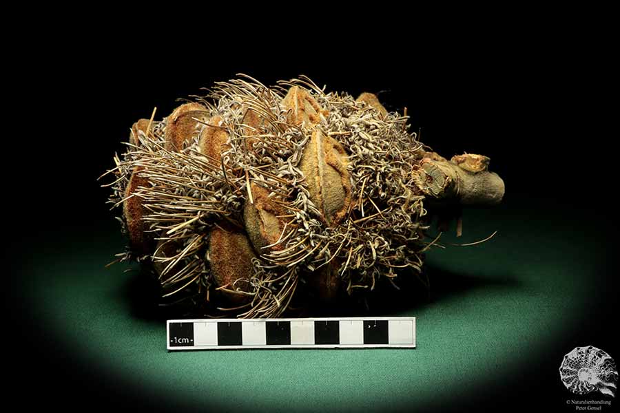 Banksia speciosa (19078) a dried fruit from Australia | Dried fruit