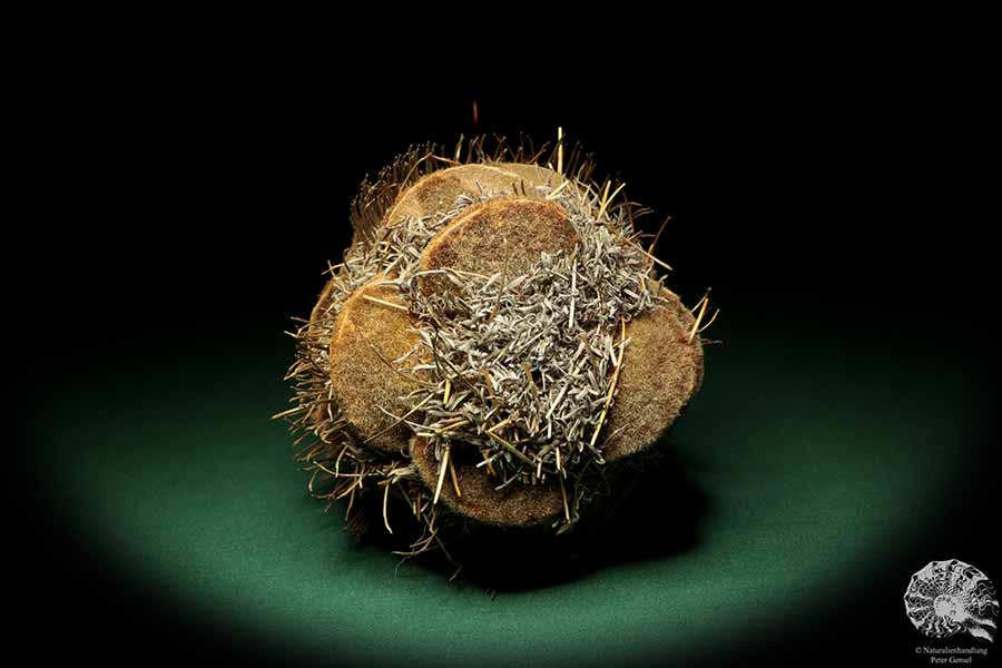 Banksia speciosa (19079) a dried fruit from Australia | Dried fruit