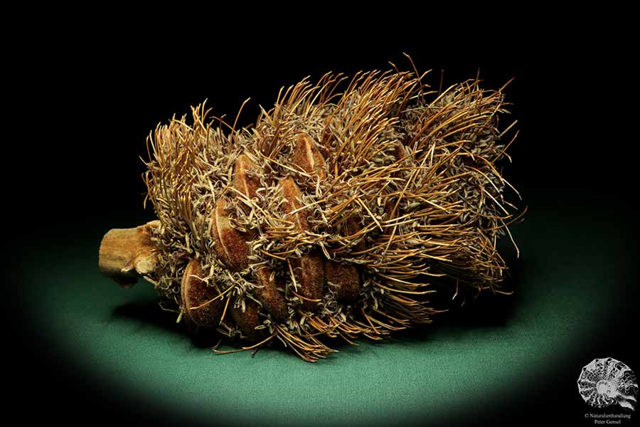 Banksia speciosa (19080) a dried fruit from Australia | Dried fruit