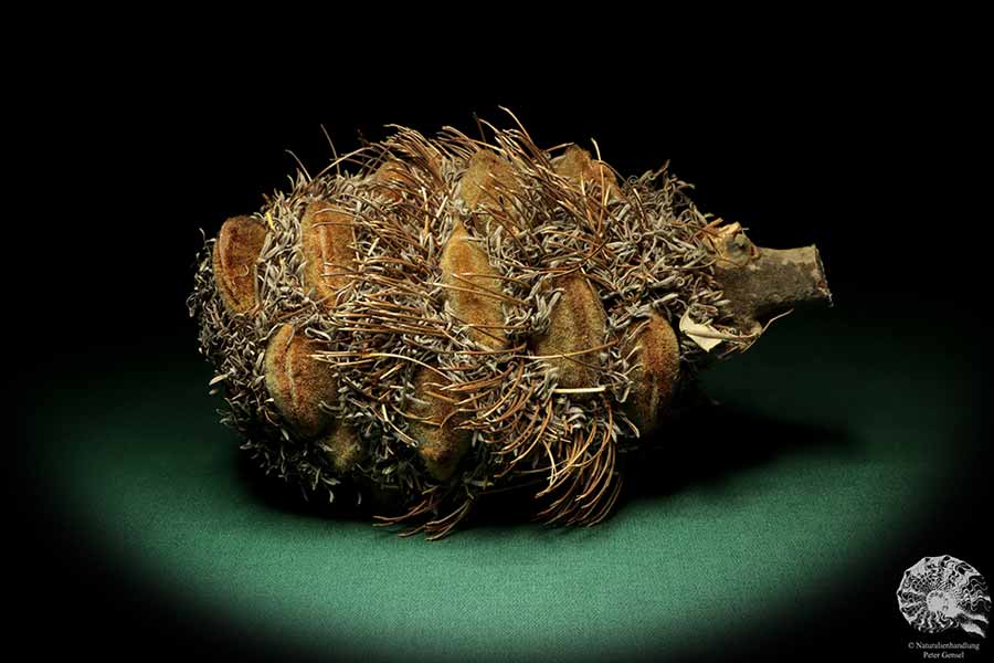 Banksia speciosa (19081) a dried fruit from Australia | Dried fruit