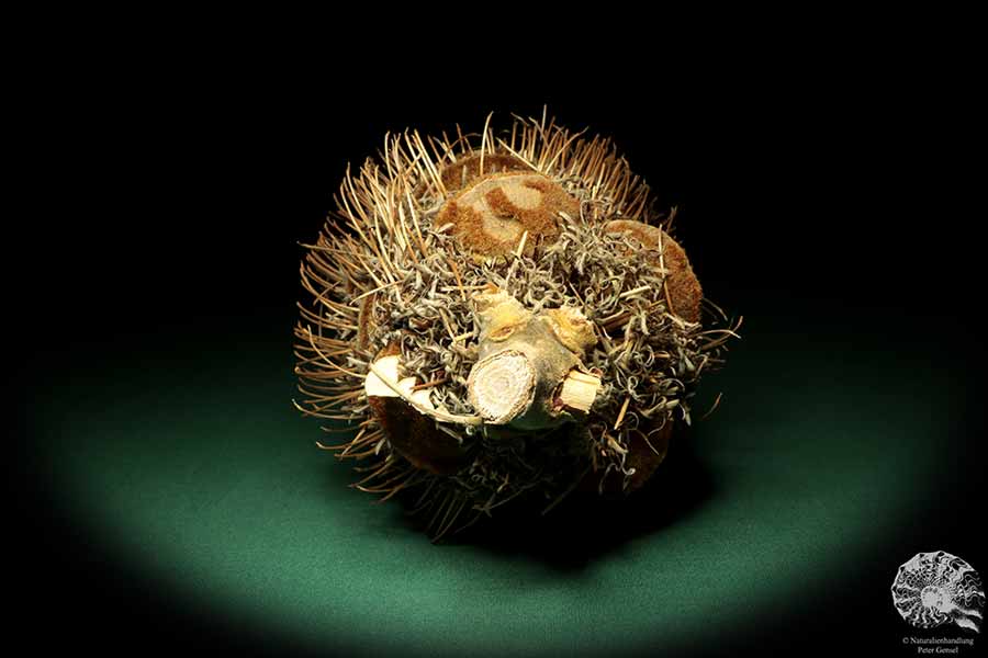 Banksia speciosa (19081) a dried fruit from Australia | Dried fruit