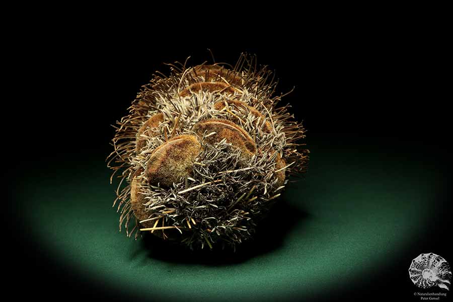 Banksia speciosa (19081) eine Trockenfrucht aus Australien | Trockenfrüchte