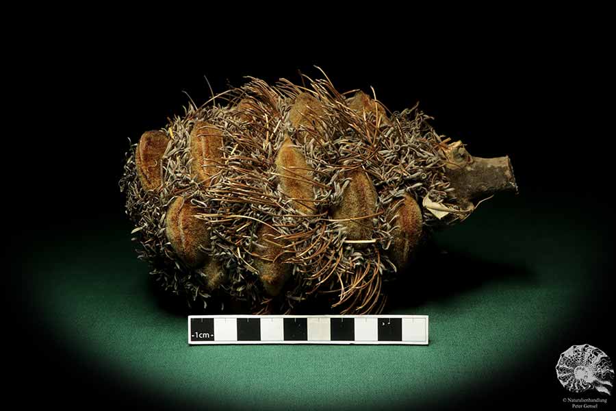 Banksia speciosa (19081) a dried fruit from Australia | Dried fruit