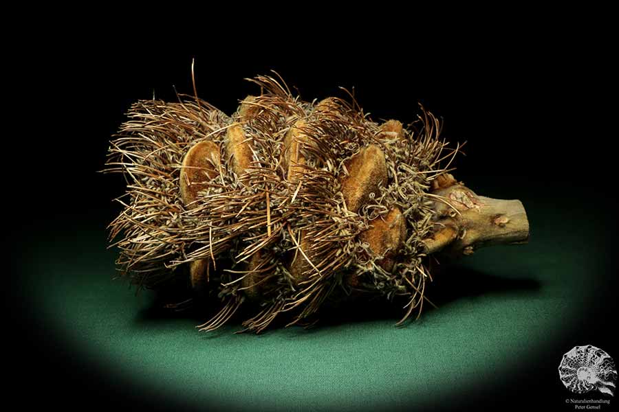 Banksia speciosa (19082) a dried fruit from Australia | Dried fruit