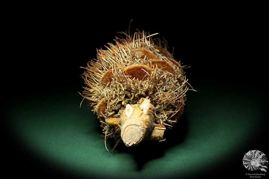 Banksia speciosa (19082) eine Trockenfrucht aus Australien | Trockenfrüchte