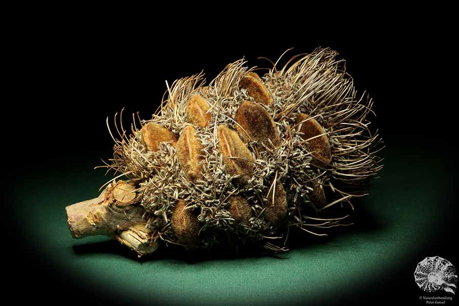 Banksia speciosa (19082) a dried fruit from Australia | Dried fruit