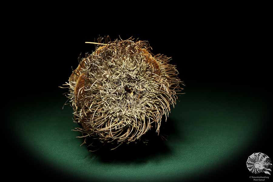 Banksia speciosa (19082) a dried fruit from Australia | Dried fruit