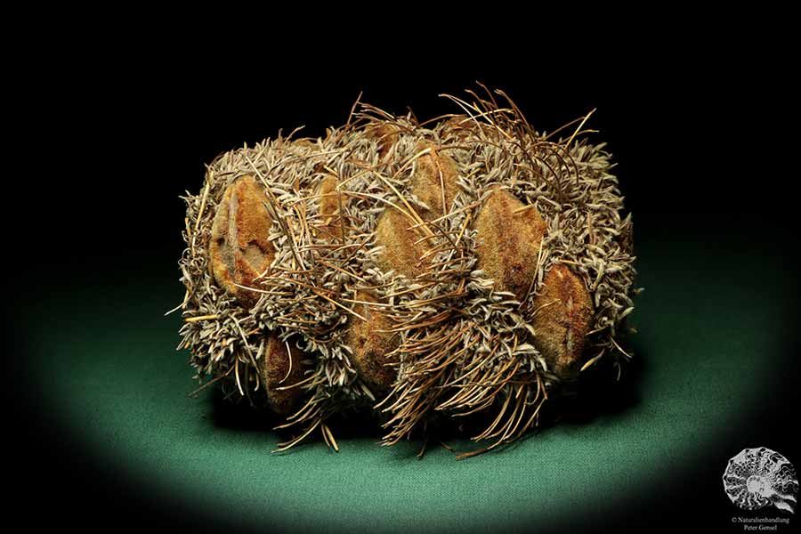 Banksia speciosa (19085) a dried fruit from Australia | Dried fruit