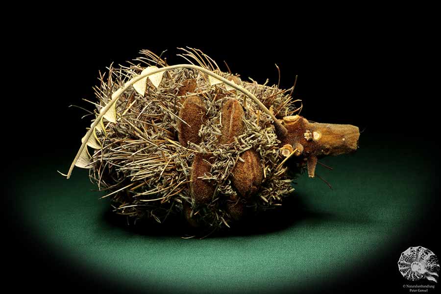 Banksia speciosa (19088) eine Trockenfrucht aus Australien | Trockenfrüchte