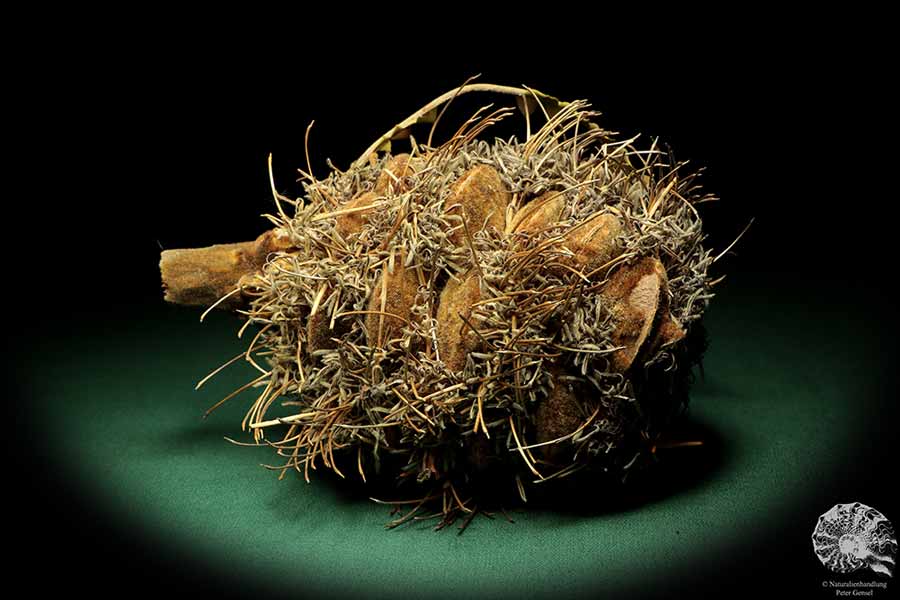 Banksia speciosa (19088) eine Trockenfrucht aus Australien | Trockenfrüchte