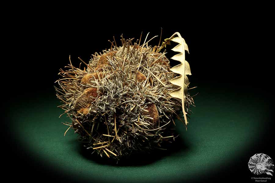 Banksia speciosa (19088) a dried fruit from Australia | Dried fruit