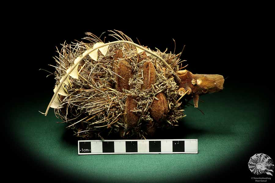 Banksia speciosa (19088) eine Trockenfrucht aus Australien | Trockenfrüchte