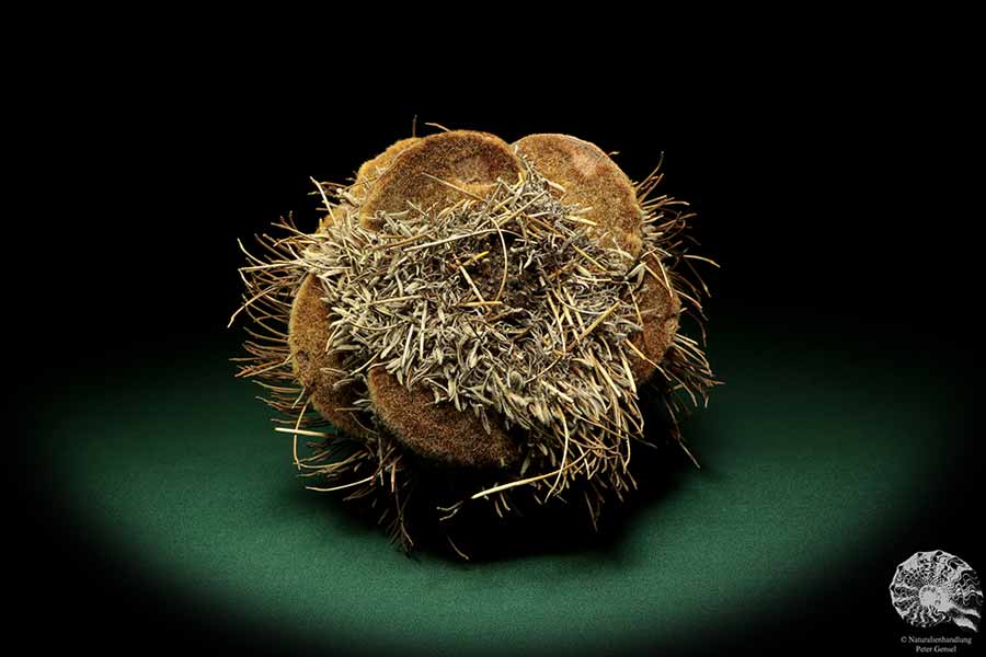 Banksia speciosa (19089) eine Trockenfrucht aus Australien | Trockenfrüchte