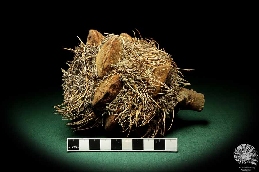 Banksia speciosa (19089) a dried fruit from Australia | Dried fruit