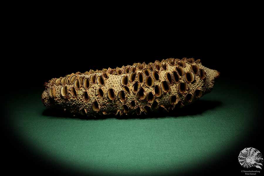 Banksia grandis (19106) eine Trockenfrucht aus Australien | Trockenfrüchte