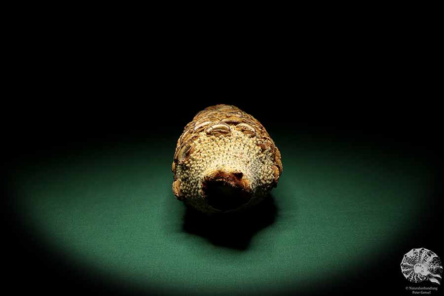 Banksia grandis (19106) eine Trockenfrucht aus Australien | Trockenfrüchte