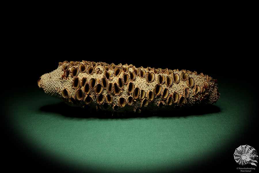 Banksia grandis (19106) a dried fruit from Australia | Dried fruit