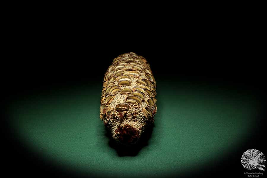 Banksia grandis (19106) a dried fruit from Australia | Dried fruit