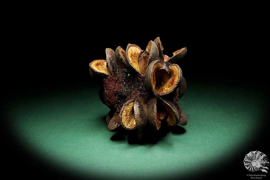 Banksia speciosa (19146) a dried fruit from Australia | Dried fruit