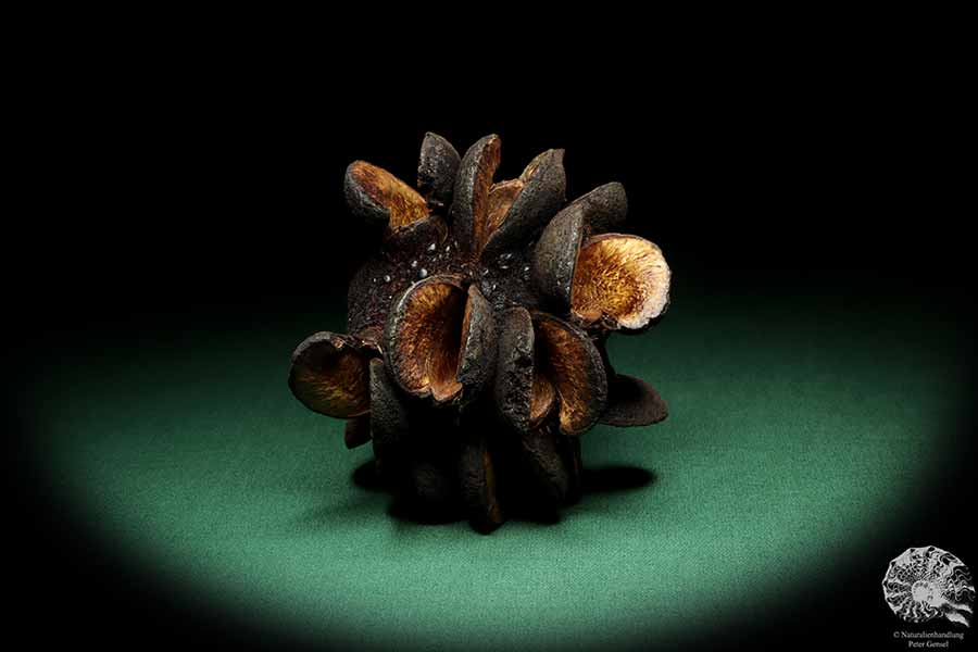 Banksia speciosa (19147) a dried fruit from Australia | Dried fruit