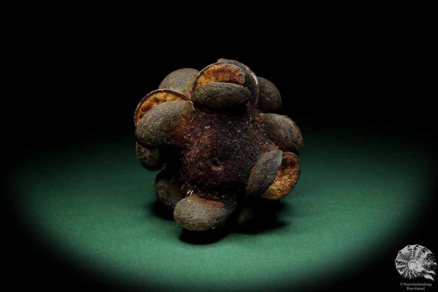 Banksia speciosa (19147) a dried fruit from Australia | Dried fruit