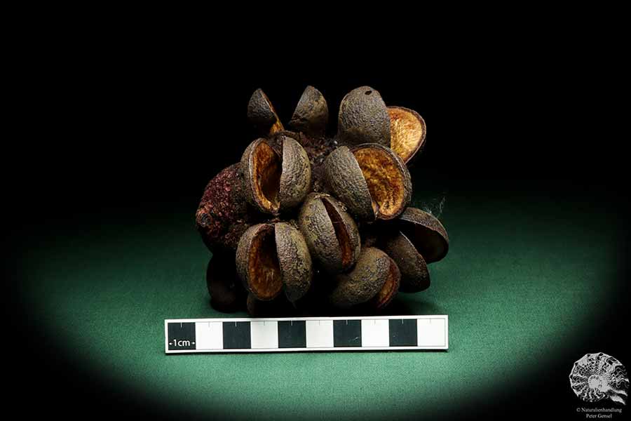 Banksia speciosa (19149) a dried fruit from Australia | Dried fruit