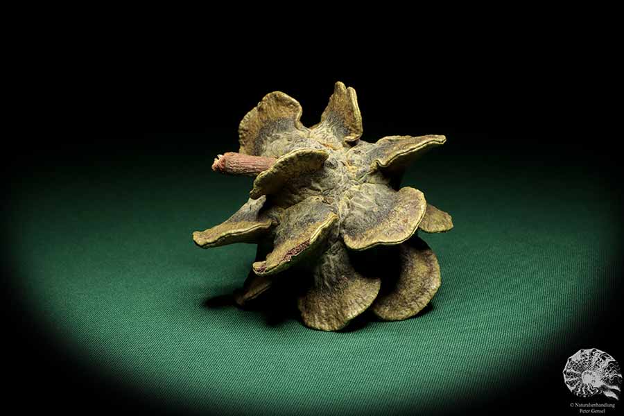 Banksia laricina (19150) a dried fruit from Australia | Dried fruit