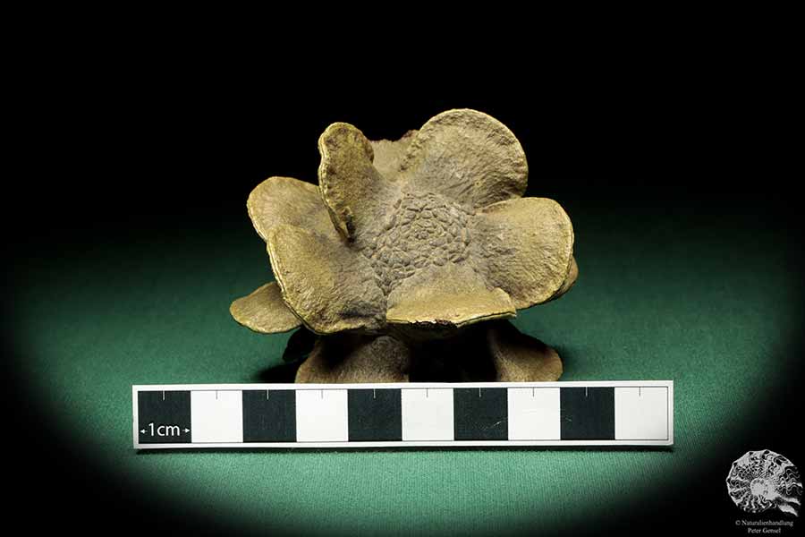 Banksia laricina (19168) a dried fruit from Australia | Dried fruit