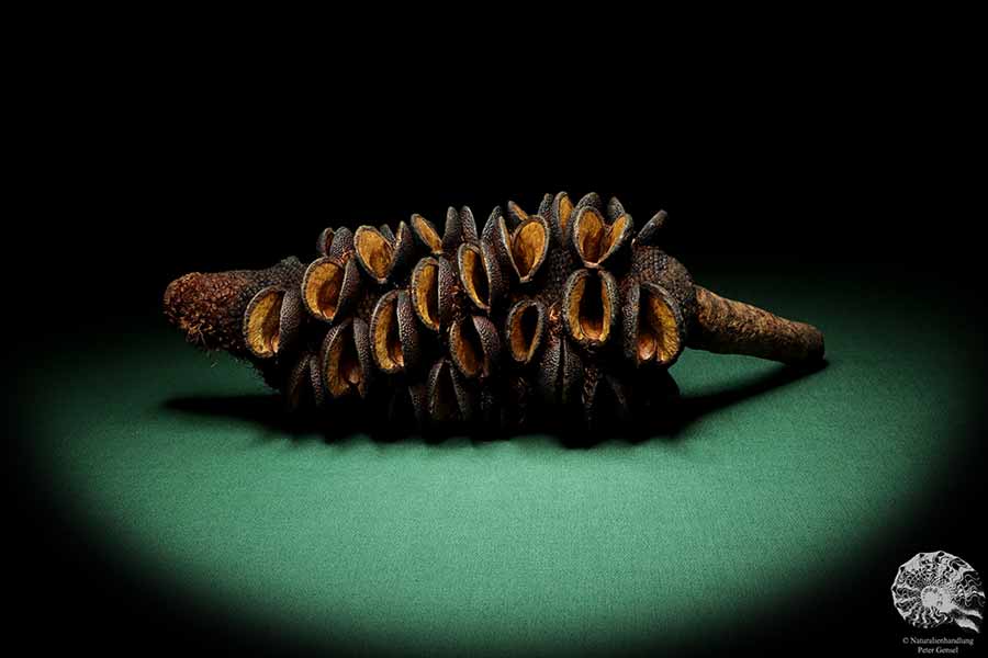 Banksia media (19195) a dried fruit from Australia | Dried fruit