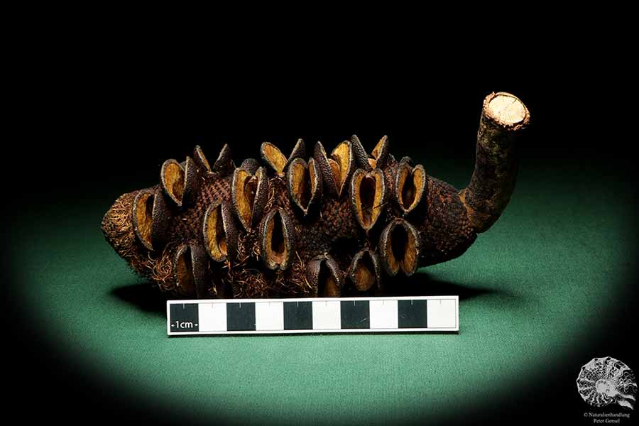 Banksia media (19199) a dried fruit from Australia | Dried fruit