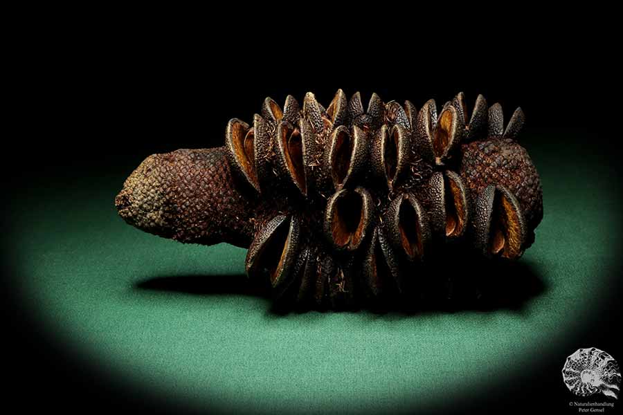 Banksia media (19217) a dried fruit from Australia | Dried fruit