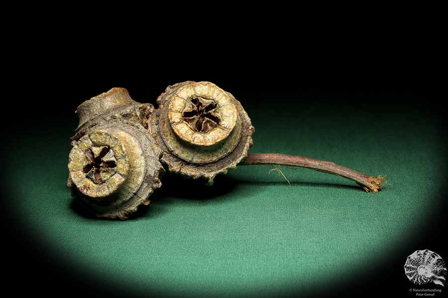 Eucalyptus youngiana (19266) a dried fruit from Australia | Dried fruit