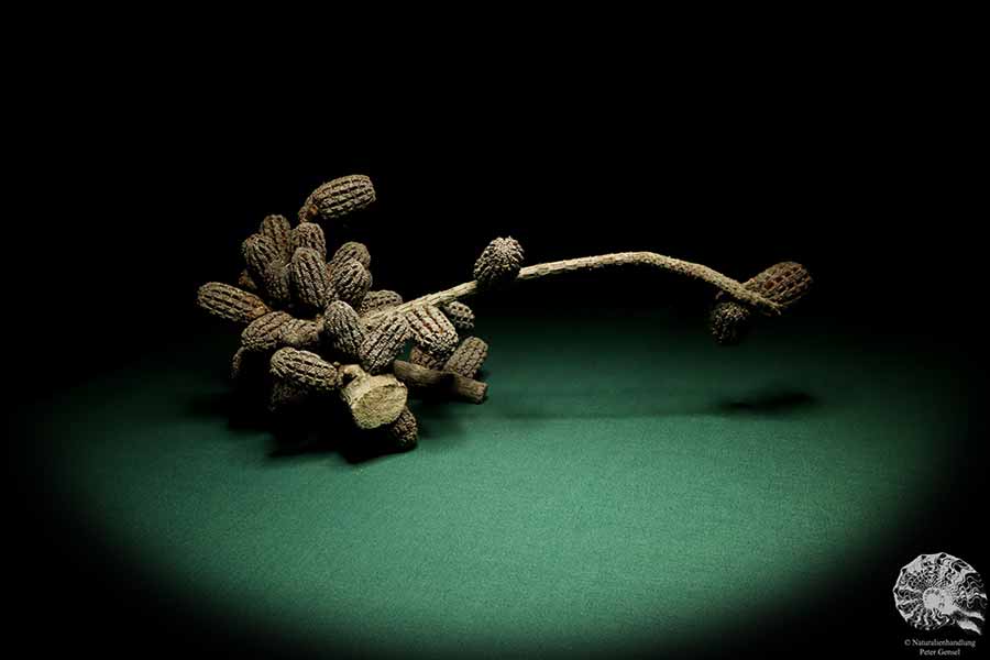 Allocasuarina humilis (19284) a dried fruit from Western Australia | Dried fruit