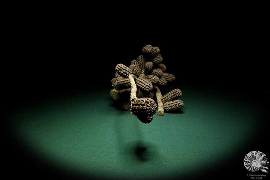 Allocasuarina humilis (19284) a dried fruit from Western Australia | Dried fruit