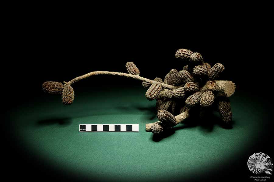 Allocasuarina humilis (19284) eine Trockenfrucht aus Westliches Australien | Trockenfrüchte