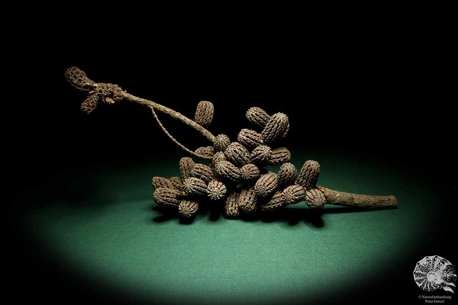 Allocasuarina humilis (19285) a dried fruit from Western Australia | Dried fruit