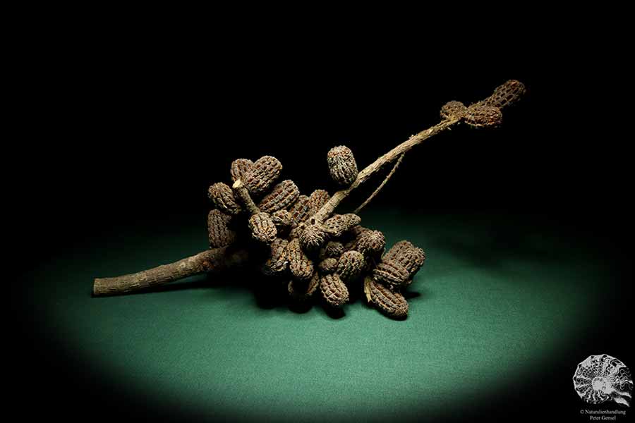 Allocasuarina humilis (19285) a dried fruit from Western Australia | Dried fruit